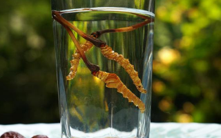 鮮冬蟲夏草怎么泡好吃？這些配方讓滋補(bǔ)更有滋味