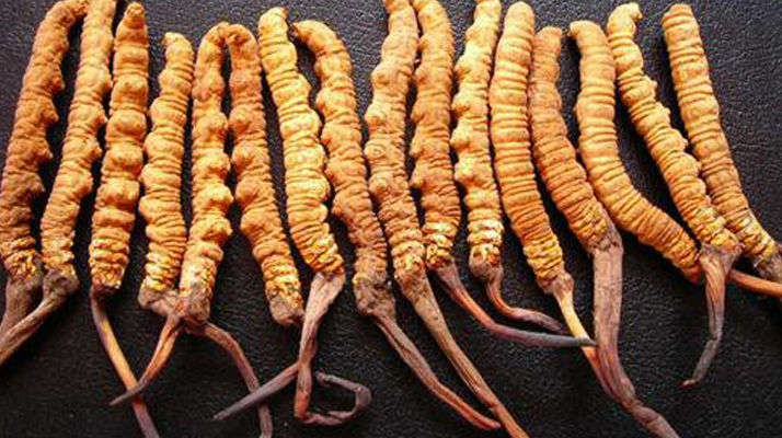 冬蟲夏草本身是什么顏色