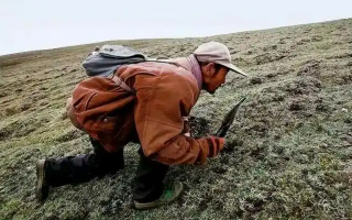 西藏冬蟲夏草最大產(chǎn)地：那曲，自然饋贈(zèng)的珍寶之地