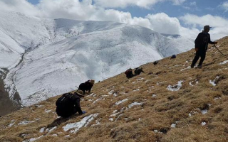 采挖新鮮冬蟲夏草合法嗎？