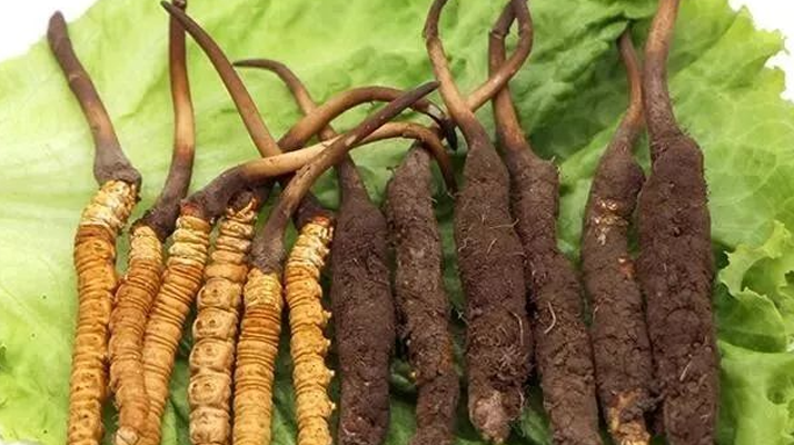 冬蟲夏草保鮮全攻略：鎖住精華的科學(xué)儲存指南