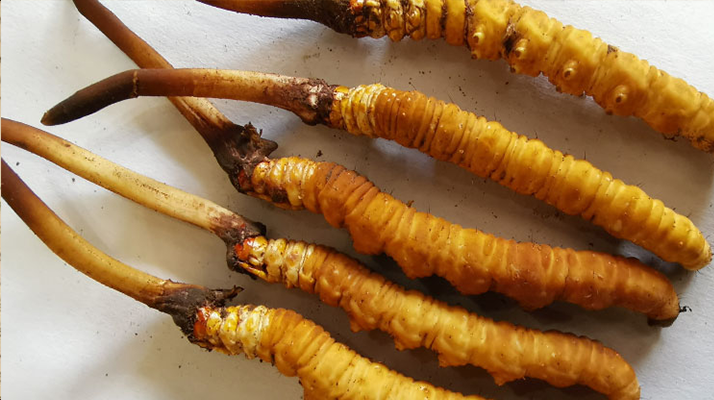 冰鮮<a href=http://www.xmwhr.com/jiage/ target=_blank class=infotextkey>冬蟲夏草價格</a>探秘：價值與市場因素的深度剖析