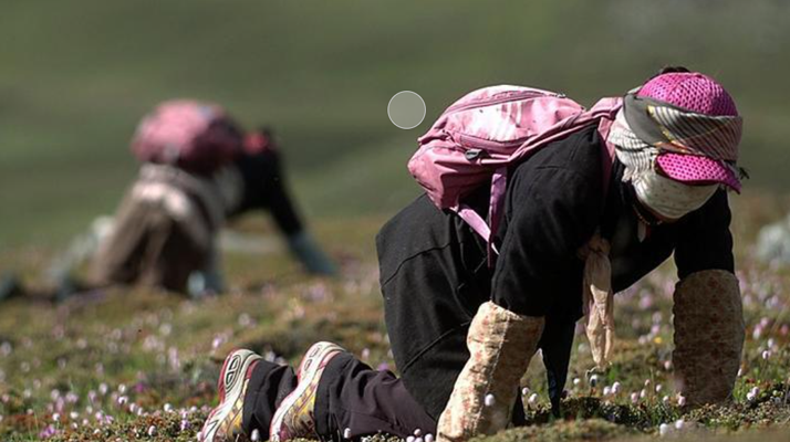 西藏<a href=http://www.xmwhr.com/xinxian/ target=_blank class=infotextkey>新<a href=http://www.xmwhr.com/xinxian/ target=_blank class=infotextkey>鮮冬蟲夏草</a></a>：雪域高原的神奇饋贈