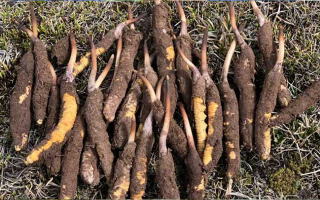 19歲能吃鮮冬蟲夏草嗎？