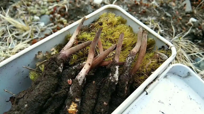 冬蟲夏草鮮草季：邂逅高原至寶，開啟健康滋養(yǎng)新體驗