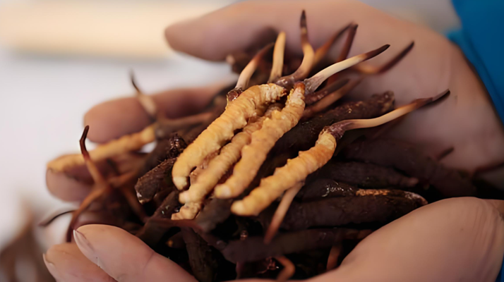 冬蟲夏草：冰與火的養(yǎng)生哲學(xué)