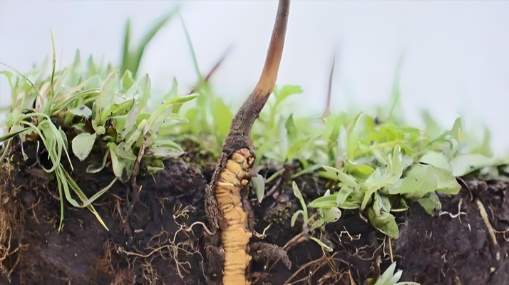 冬蟲夏草鮮草：鮮活的生命力，至臻的養(yǎng)生之選
