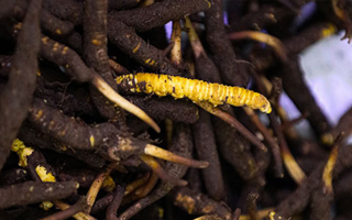 品鮮蟲草之妙，享滋補之道