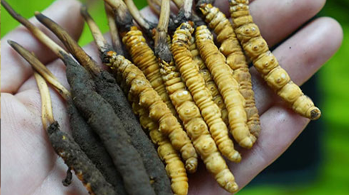 冬蟲夏草泡酒：鮮草入酒，鎖住精華的養(yǎng)生之道