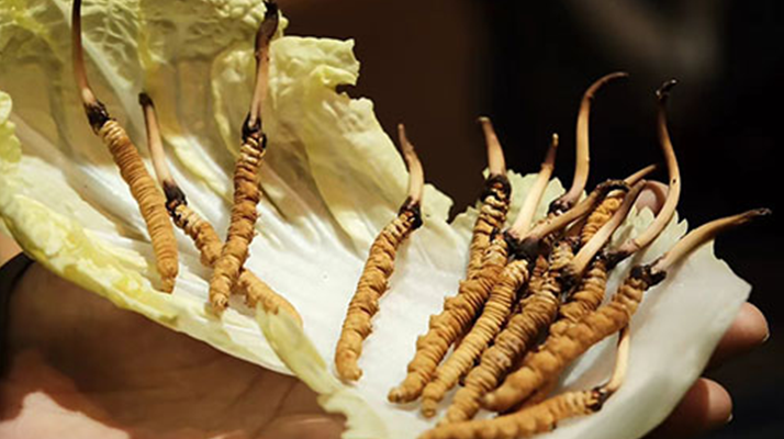 冬蟲夏草：干草與鮮草的終極對(duì)比，哪種更適合你？