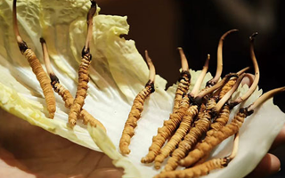 冬蟲夏草：干草與鮮草的終極對(duì)比，哪種更適合你？