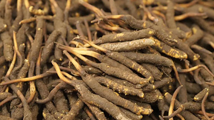 冬蟲夏草鮮草的優(yōu)勢(shì)：自然饋贈(zèng)的鮮活生命力