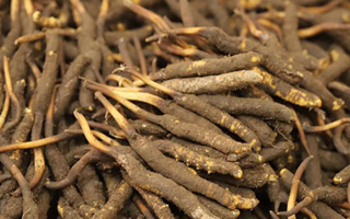 冬蟲夏草鮮草的優(yōu)勢(shì)：自然饋贈(zèng)的鮮活生命力