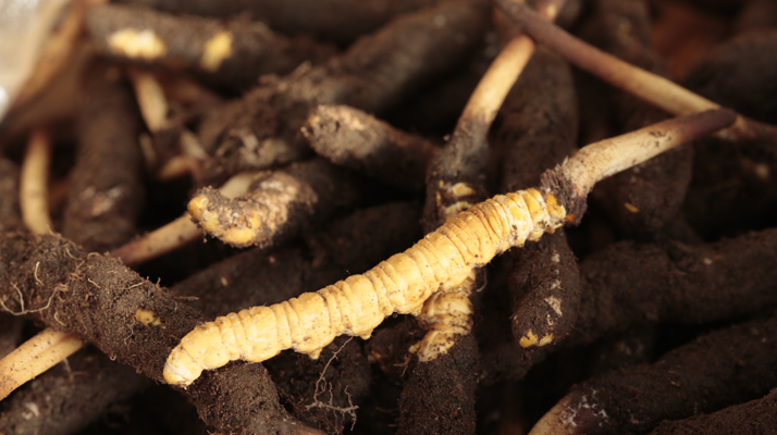 吃鮮冬蟲(chóng)夏草會(huì)便秘嗎？