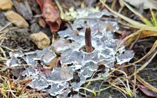 冰凍新鮮冬蟲夏草：科技與傳統(tǒng)的交融守護(hù)