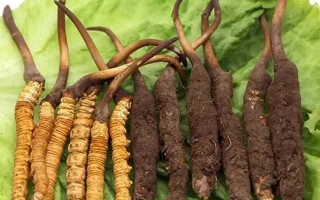 到哪里買新鮮的冬蟲夏草？三步辨真?zhèn)危拇笄腊残馁?> </div>
            <div   id=