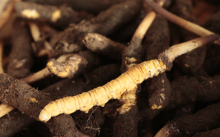 吃鮮冬蟲(chóng)夏草會(huì)便秘嗎？科學(xué)解讀蟲(chóng)草與腸道健康的微妙關(guān)系