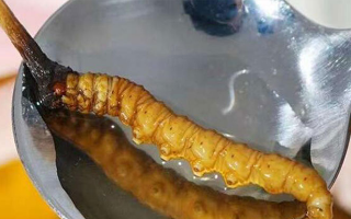 冬蟲(chóng)夏草鮮草冷凍后這樣吃，營(yíng)養(yǎng)不流失！