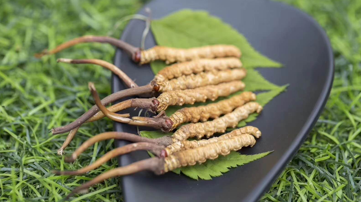 冬蟲夏草鮮草一根價(jià)格探秘