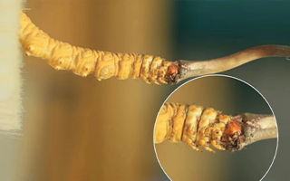 探尋鮮冬蟲夏草的絕佳口感：好口感的標準與奧秘