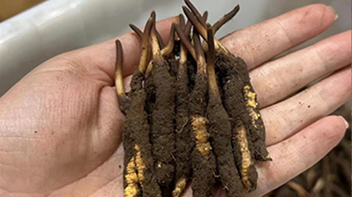 鎖住鮮蟲草的珍貴：科學(xué)存放指南