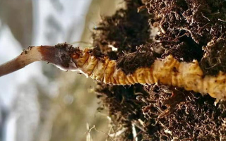 新鮮冬蟲夏草能生吃嗎？揭秘健康食用真相