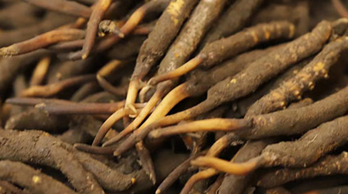 如何挑選<a href=http://www.xmwhr.com/xinxian/ target=_blank class=infotextkey>新<a href=http://www.xmwhr.com/xinxian/ target=_blank class=infotextkey>鮮冬蟲(chóng)夏草</a></a>？掌握這幾個(gè)關(guān)鍵技巧