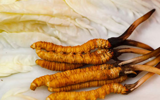 一克鮮草，千金之珍：探秘 1 克新鮮冬蟲(chóng)夏草