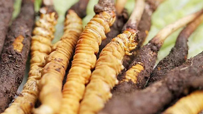 冬蟲夏草：曬干食用還是鮮食更優(yōu)？