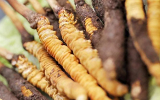 冬蟲(chóng)夏草：干品與鮮品，誰(shuí)更勝一籌？