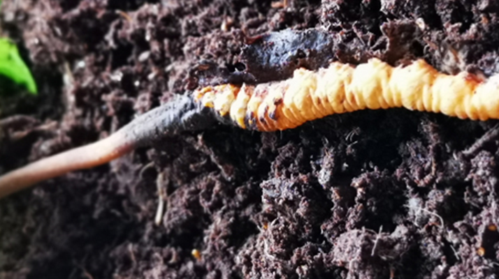 冬蟲(chóng)夏草鮮草的多樣食用之道