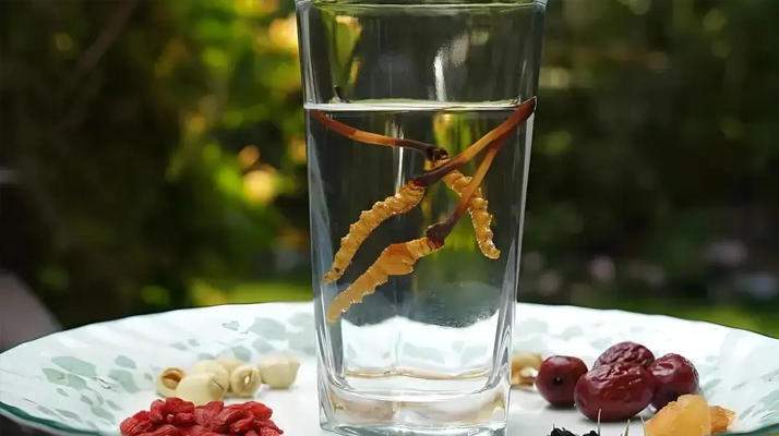 冬蟲夏草鮮品泡酒：養(yǎng)生佳釀還是健康隱患？