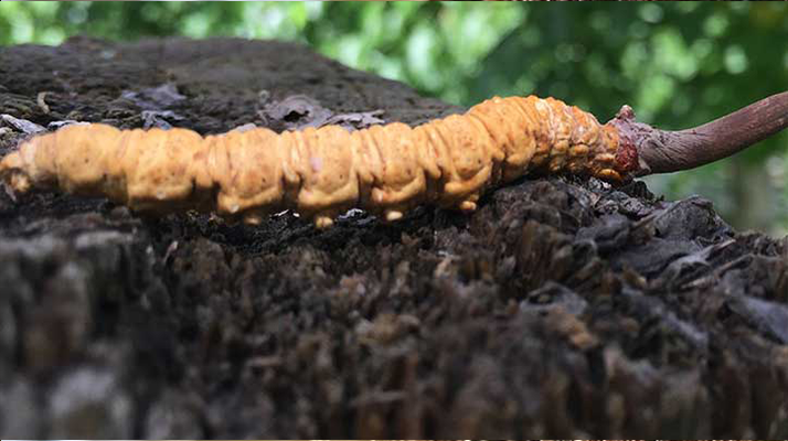 正宗野生<a href=http://www.xmwhr.com/jiage/ target=_blank class=infotextkey>蟲草多少錢</a>一斤