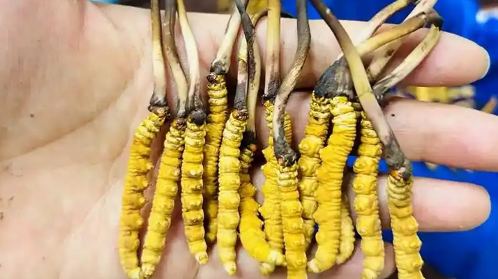 鮮冬蟲夏草出水怎么辦？實用處理指南