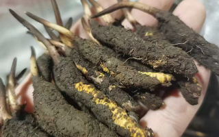 鮮冬蟲(chóng)夏草急凍能放多久？科學(xué)保存全解析