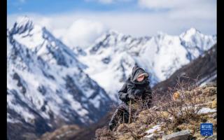 蟲草採(cǎi)挖季：雪山前的匍匐尋覓