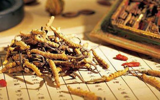 泥巴草與冬蟲夏草：一文讀懂二者差異