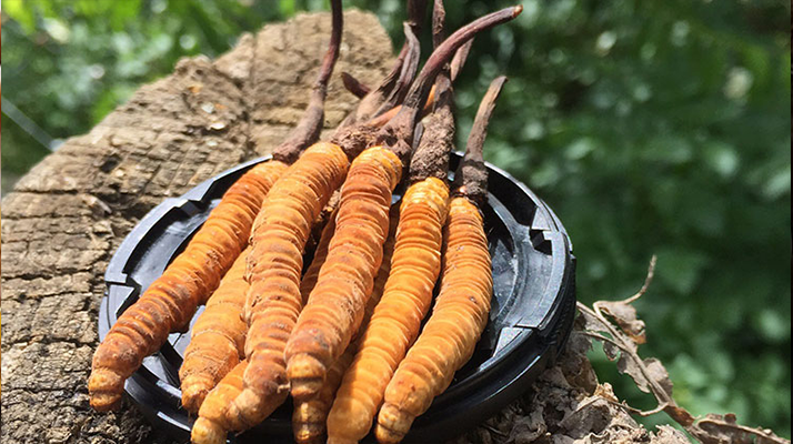 冬蟲夏草的產(chǎn)地有哪些地方？一文解鎖產(chǎn)地密碼