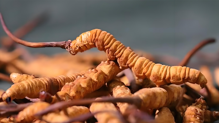 老人可以喝冬蟲夏草嗎？一文讀懂