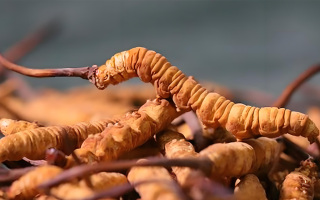 老人可以喝冬蟲夏草嗎？一文讀懂