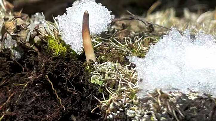 探秘雪域珍寶：最大的新鮮<a href=http://www.xmwhr.com/ target=_blank class=infotextkey><a href=http://www.xmwhr.com/s/nqcc/ target=_blank class=infotextkey>那曲冬蟲夏草</a></a>