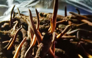 新鮮冬蟲夏草保存全攻略：鎖住營養(yǎng)，延長鮮味