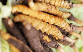 正宗冬蟲(chóng)夏草多少錢一克？深度價(jià)格解析