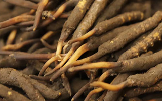 冬蟲夏草可以提高男性功能嗎？科學(xué)解析來了