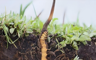 冬蟲夏草鮮草冷藏保存全攻略：鎖住營(yíng)養(yǎng)與鮮度