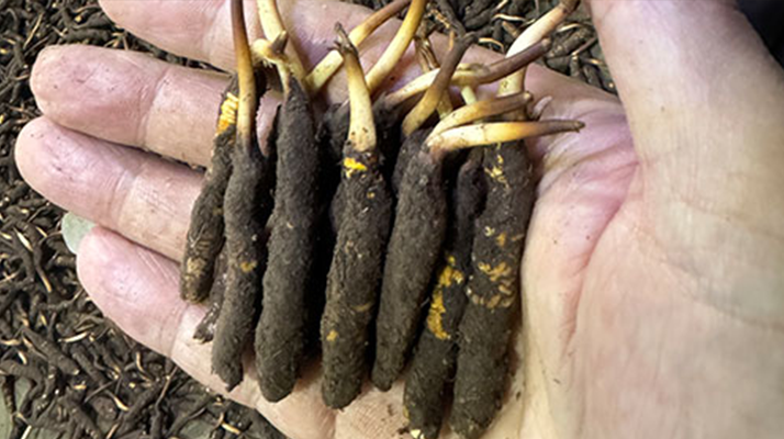 尋草之旅：踏上尋找<a href=http://www.xmwhr.com/xinxian/ target=_blank class=infotextkey>新<a href=http://www.xmwhr.com/xinxian/ target=_blank class=infotextkey>鮮冬蟲夏草</a></a>的征程