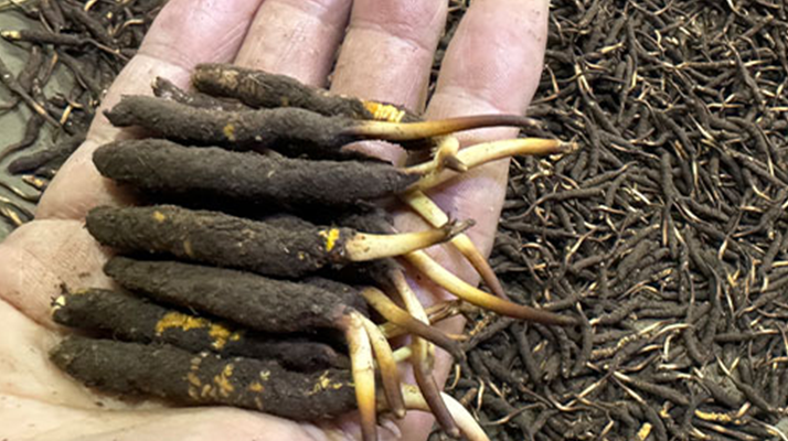 冬蟲夏草菇鮮能凍嗎？冷凍保存全解析