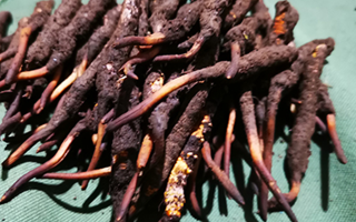 新鮮冬蟲(chóng)夏草哪里買(mǎi)？全渠道選購(gòu)指南