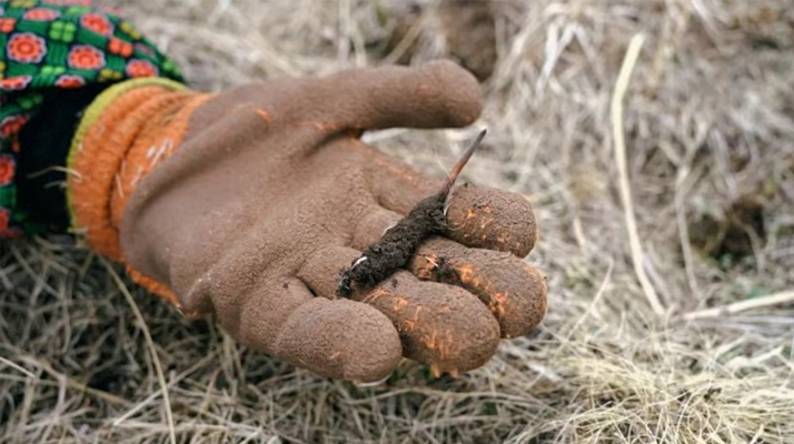 探秘純野生新鮮飽滿冬蟲夏草:自然饋贈的滋補瑰寶