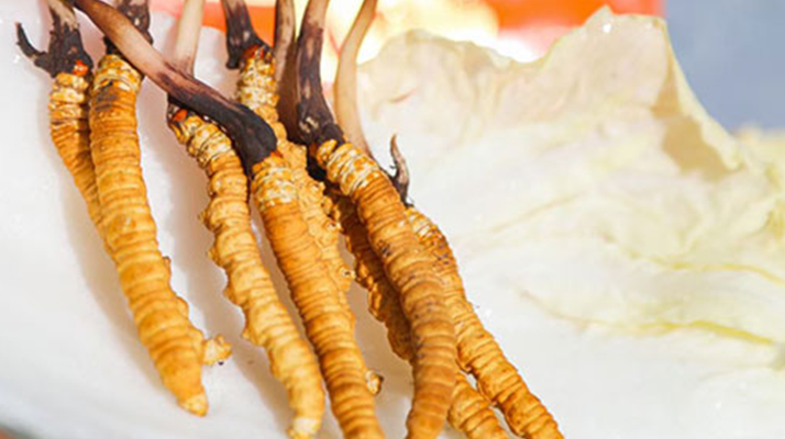 冬蟲夏草鮮草一般哪里有？多渠道獲取指南